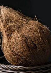 coconut 2 (2).jpg
