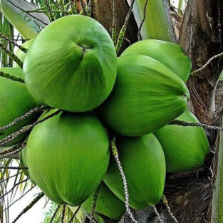 coconut-3